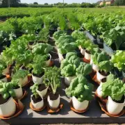 如何在家里种植蔬菜?
